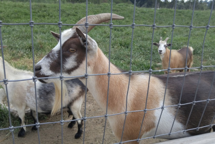 Cox-Farms-Goats